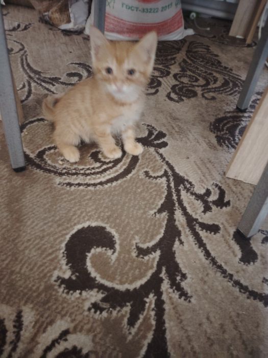 Котята в хорошие руки
