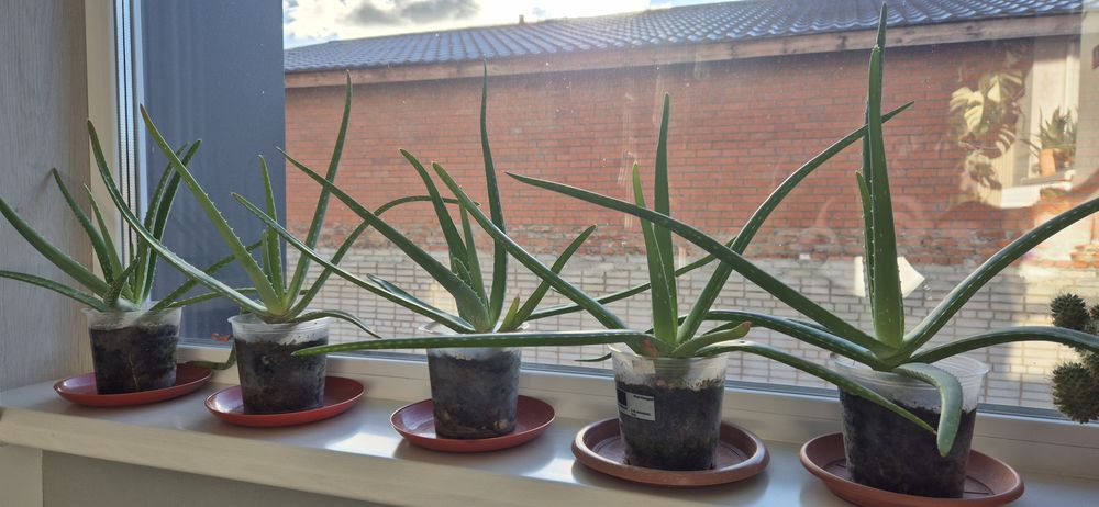 Алоэ Вера  2 летний