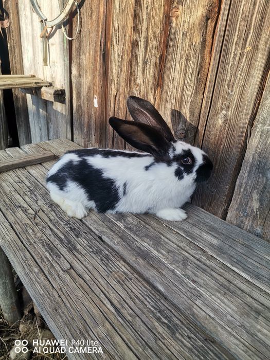 Iepuri fluture şi uriaş de Transilvania