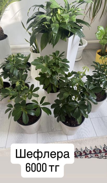 Продажа домашних растений