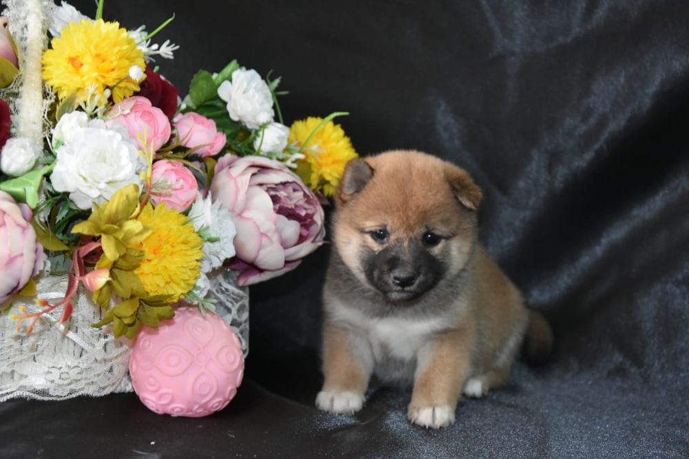 Щенки сиба ину девочки и мальчики