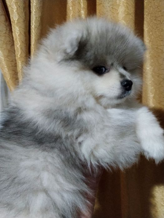 Предлагается щенок шпица