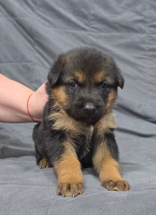 Немецкая овчарка