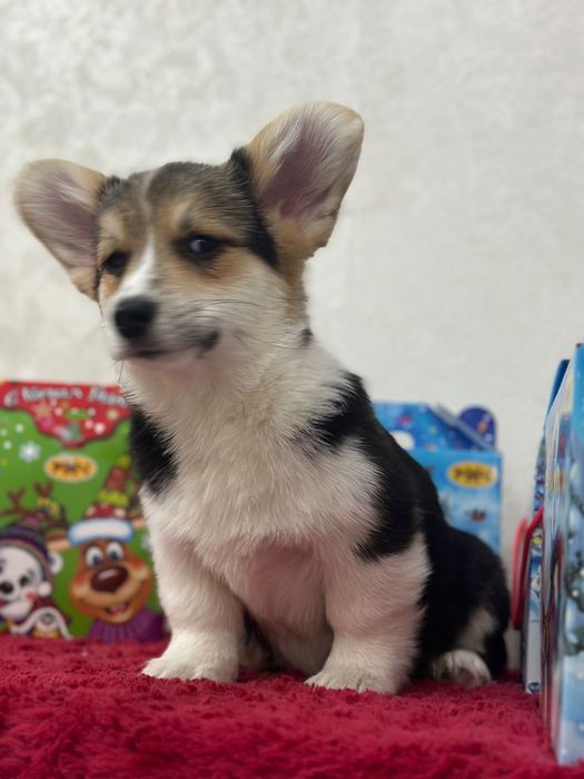 Вельш-корги пеброк девочка