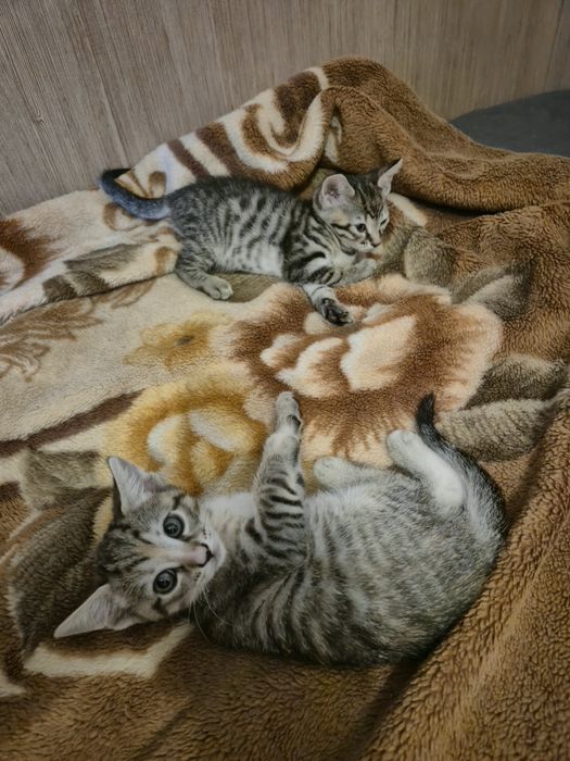 Ofer spre adoptie 3 motani si 1 pisica