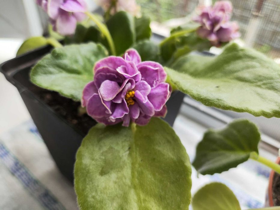 Продам комнатные фиалки