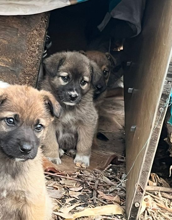 Щенки в добрые руки