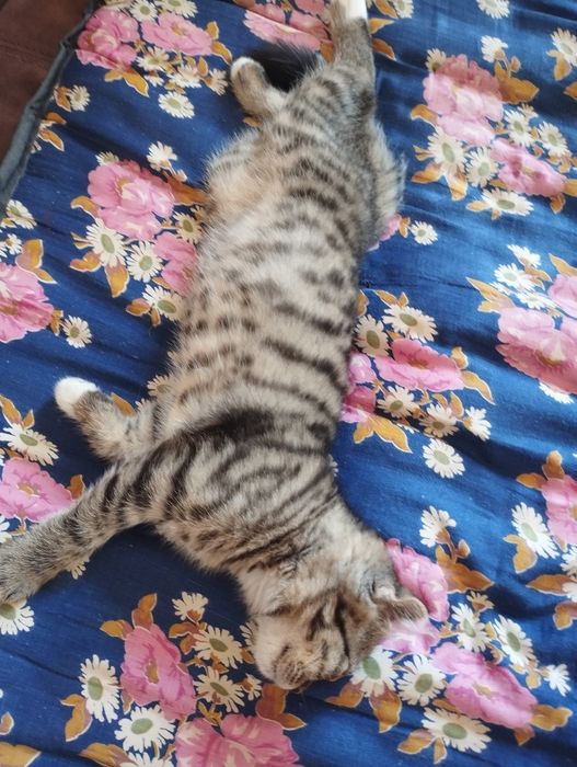 Вислоухая кошка.