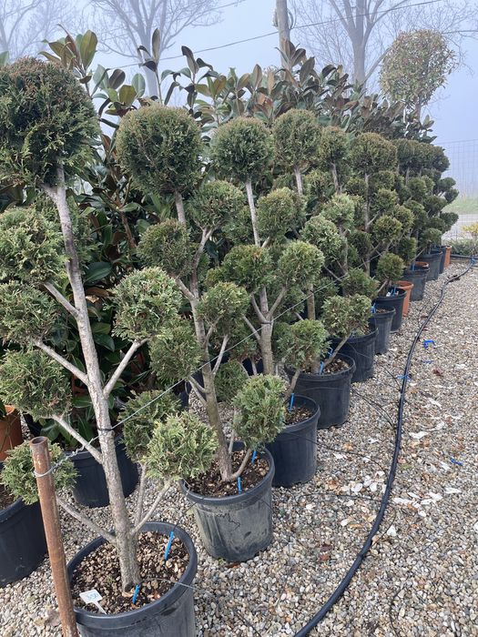 Plante ornamentale Diferite forme