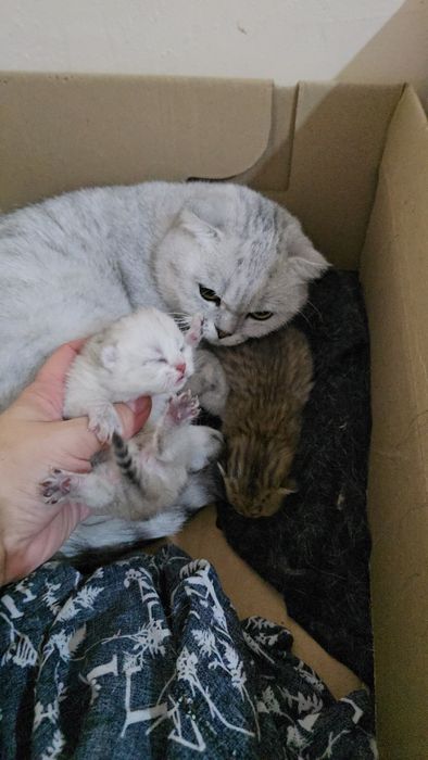 Она бола серебристый шиншилла