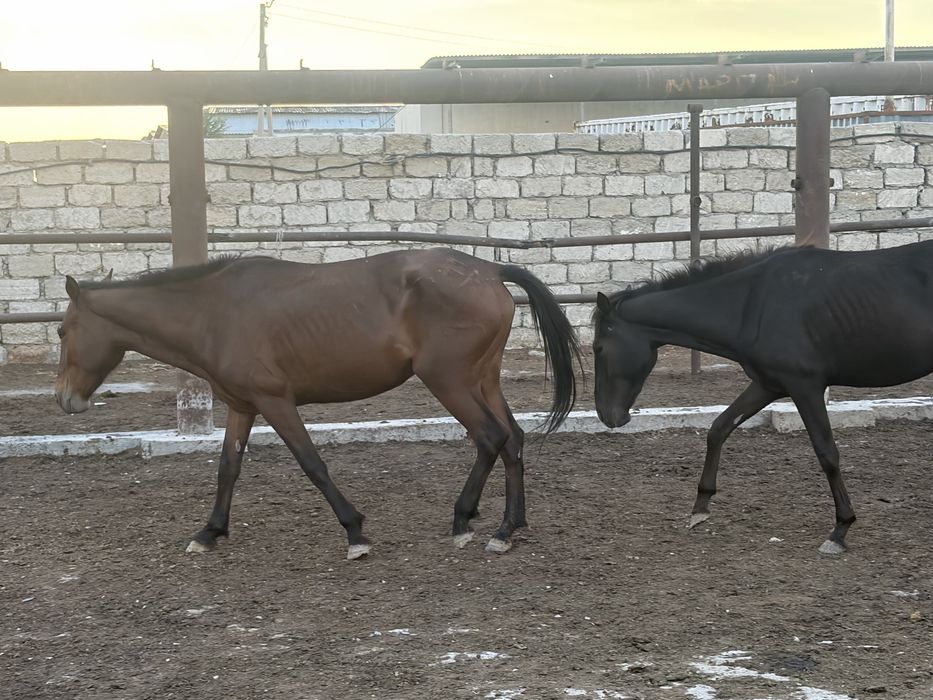Кунажын байтал сатылады