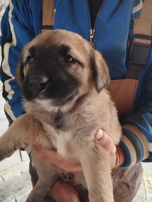 Отдам щенят девочки