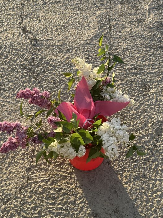 сирень цветы белые,фиолетовые