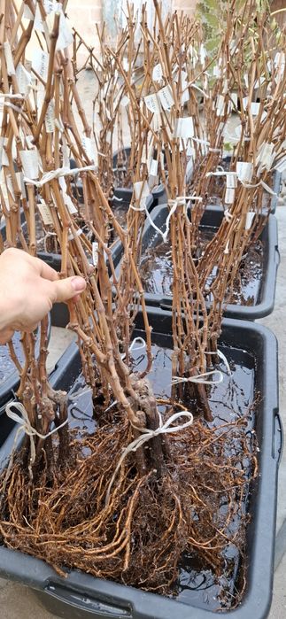 Саженцы винограда