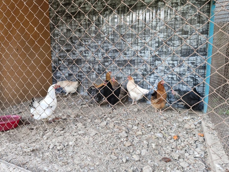 Продаю куры несушки