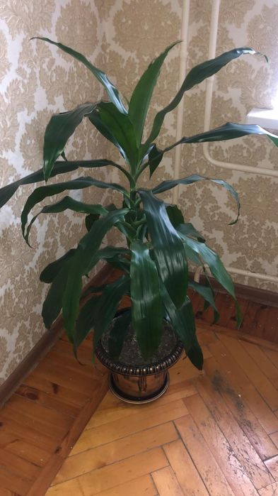 Драцена - комнатное растение