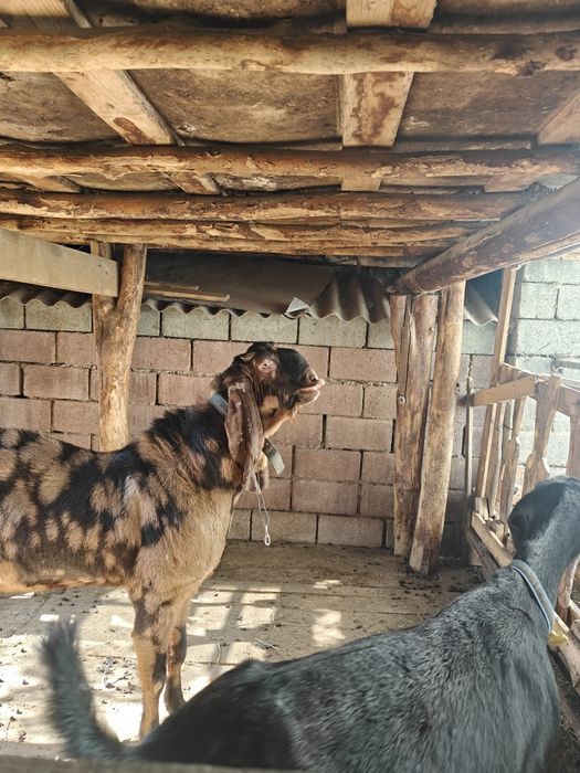 Козла ЧП камори. Возраст 2 года