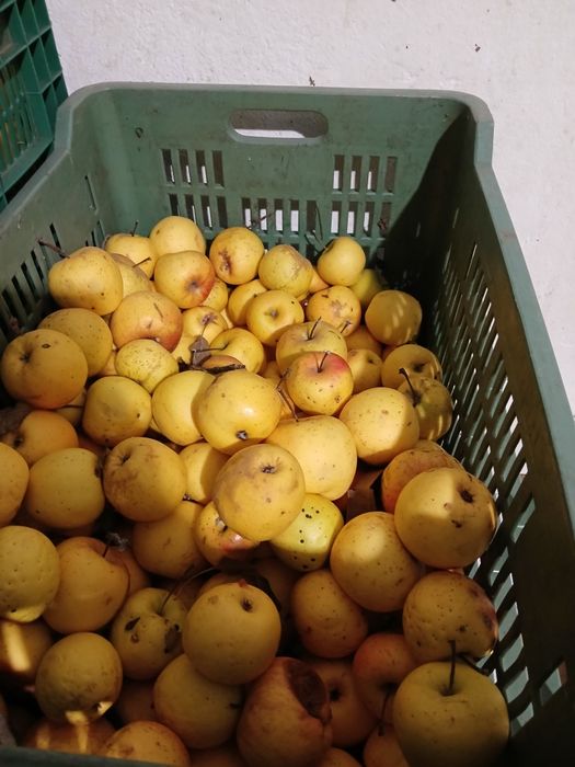 Mere golden de vanzare