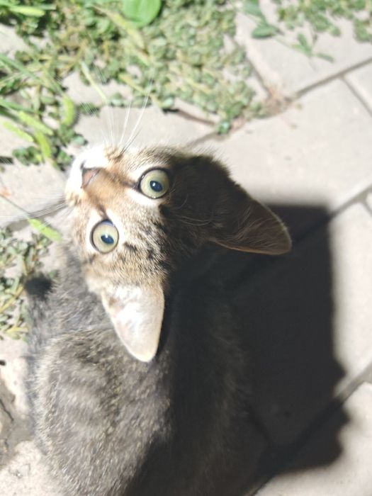 Отдаю котят в добрые руки