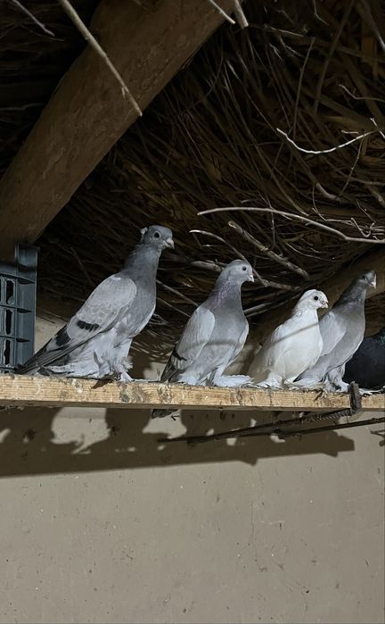 Кептерлер бар сатылатын