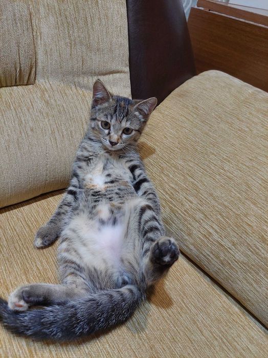 Маленькая кошечка ищет хозяина
