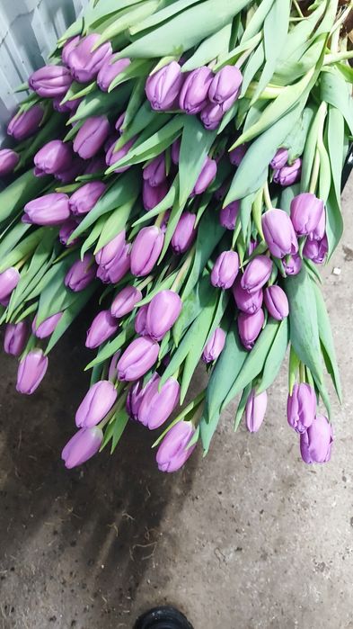 Очень красивые тюльпаны оптом