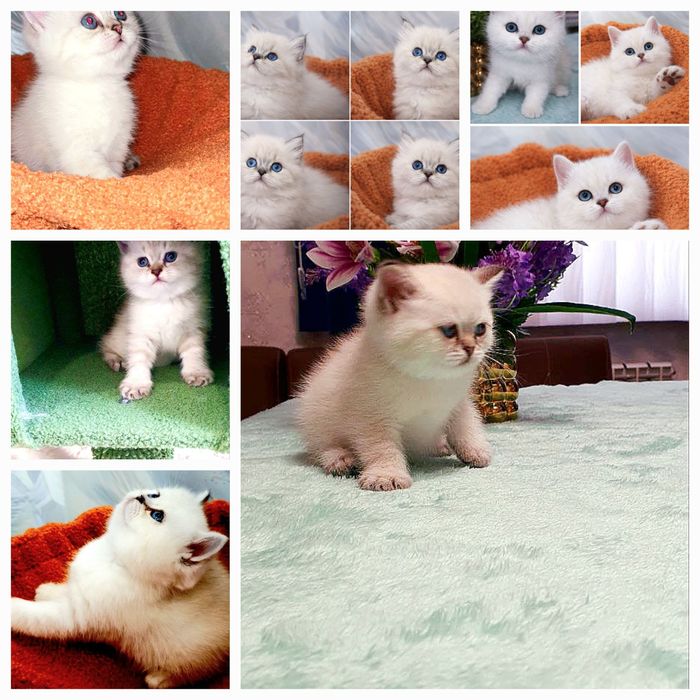 Шикарный породистый котёнок от правильной вязки.
Родители с отличной г