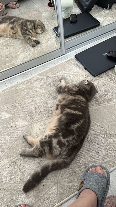 Отдам в хорошие руки кота,
