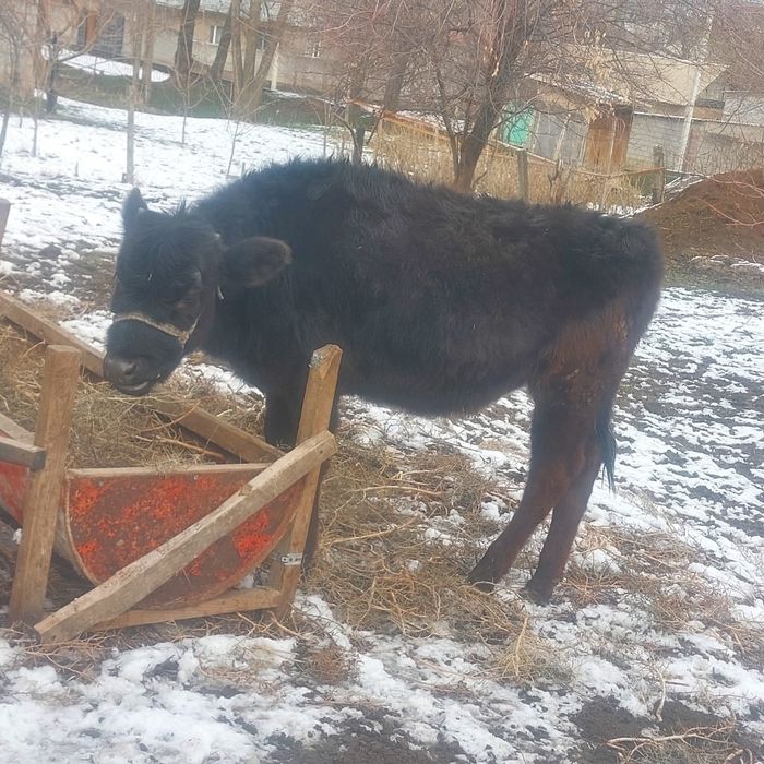 Таналар сатылады,