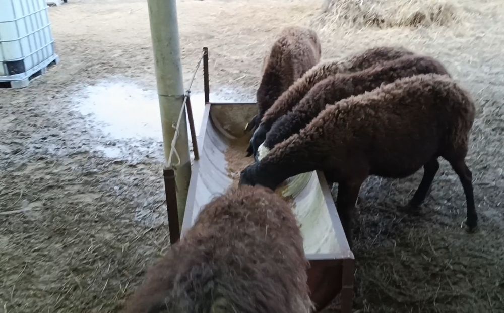 Қозылы қой, қызылар