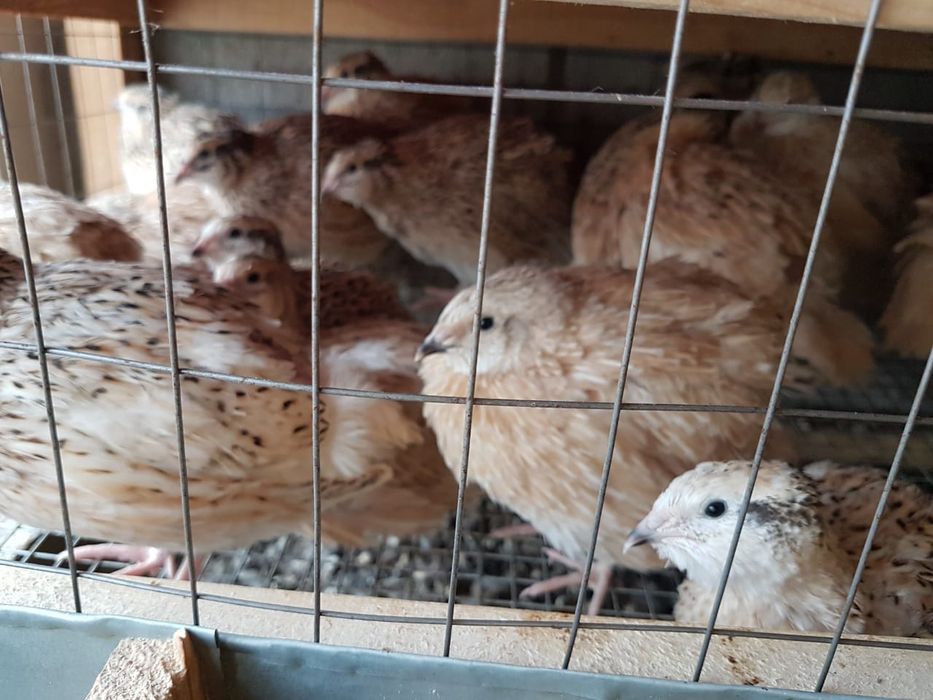 Продам перепелов (петушки)