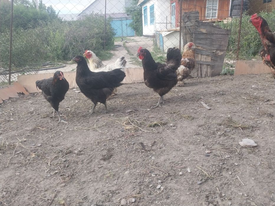Продаю кур оптом породистые