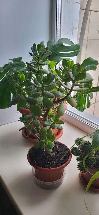 Комнатный цветок