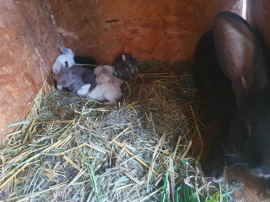 Vand iepuri de talie mare albi si negri, mici si adulti din rasa Urias de Transilvania