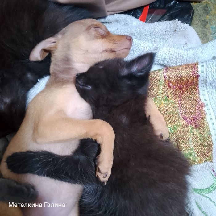Отдам котят в любящие руки.