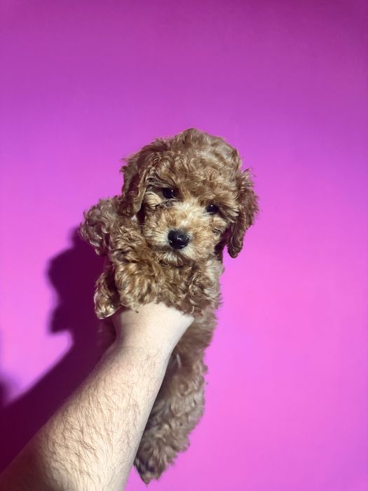 Червен Той Пудел