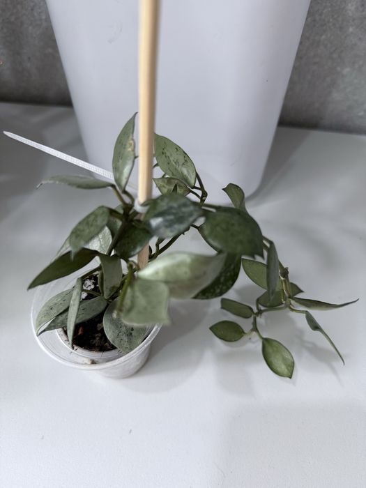 Хойя хойя хойя хойя