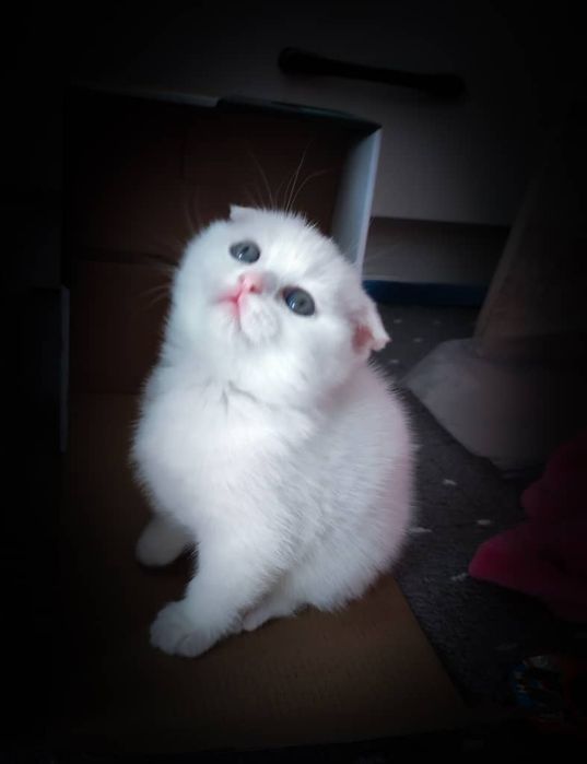 Котятки ищут дом