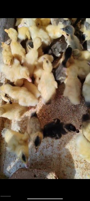 Oʻrdak jujasi optim narxda