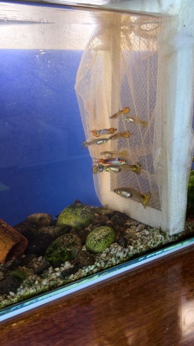 Продаю рыбок гуппи