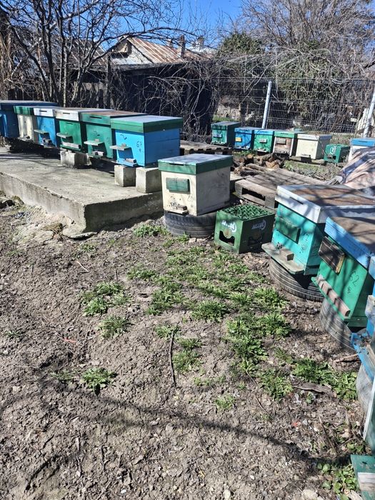 Vand familii de albine