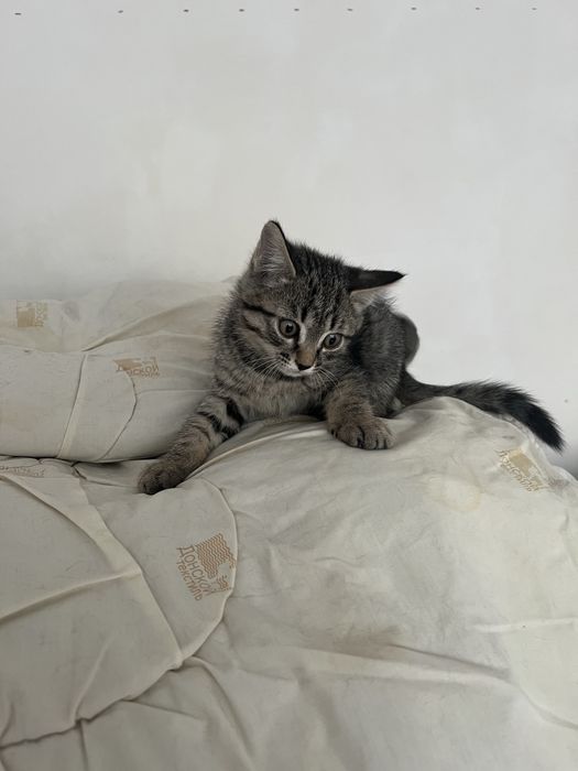 Отдам в хорошие руки