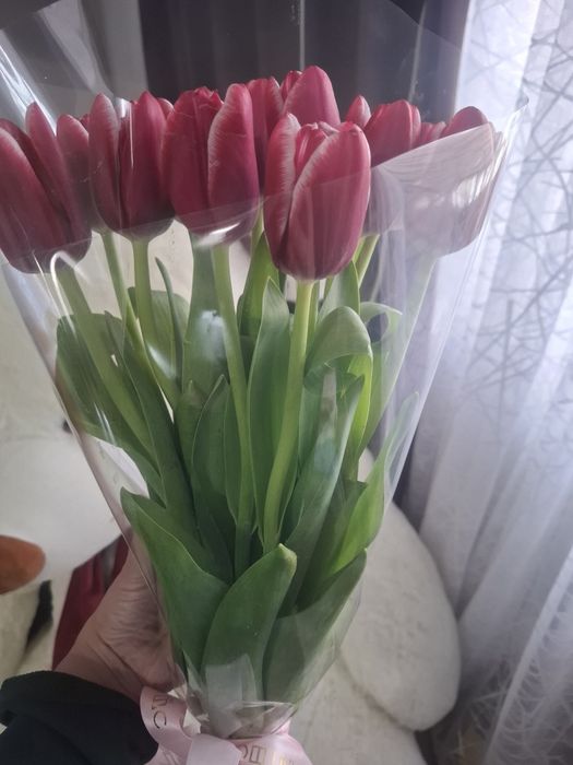 Продаю тюльпаны свежие