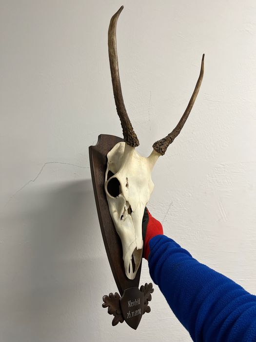 Трофей от шилар, лов и риболов