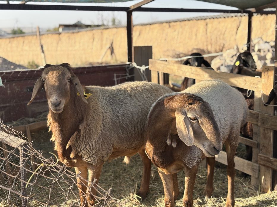 Қой Қошарлар сатылады