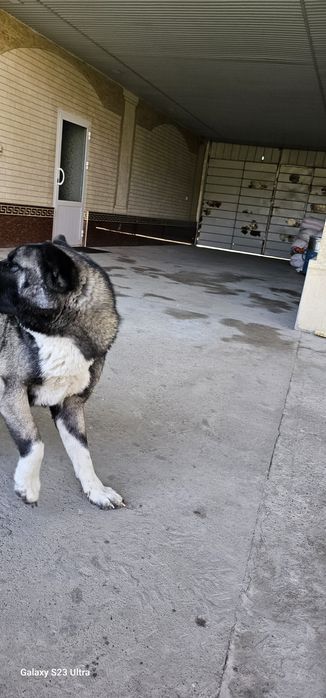 Американская акита