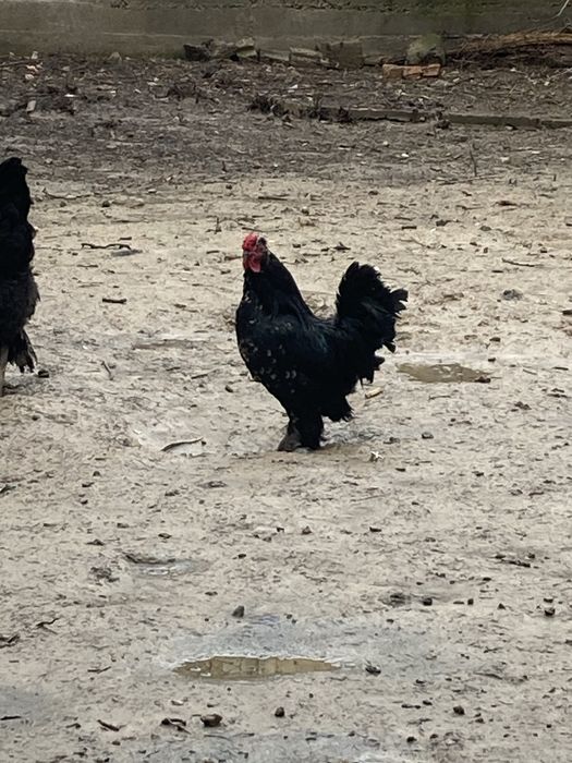 Японский петух еще молодой