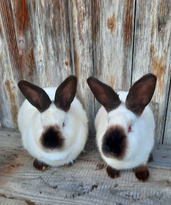 Iepuri californian mascul diferite virste