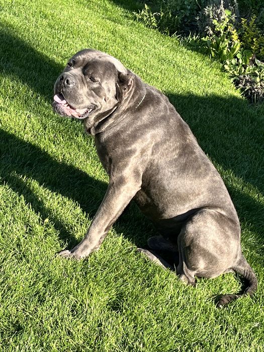 Кане корсо вязка