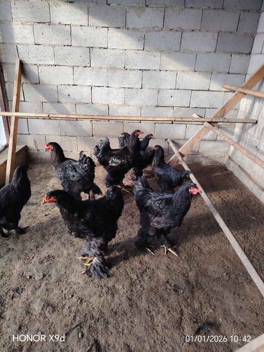 Продам Брамы Разные.